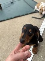 Sweet Teddy CKC male, a male Dachshund and Miniature Dachshund for sale in Louisville, KY – Photo 4 of 6