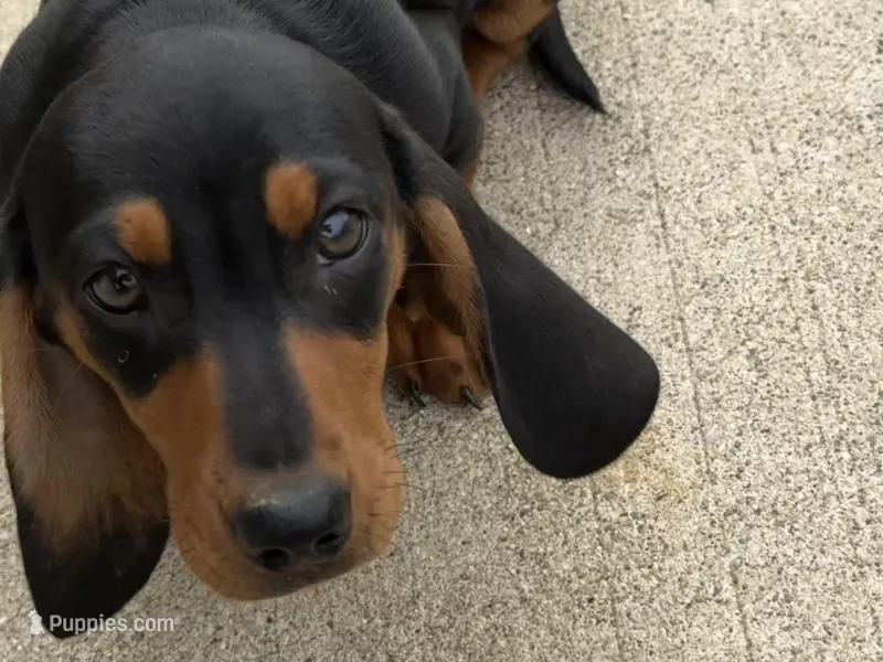 Sweet Teddy CKC male