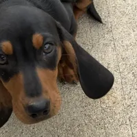 Sweet Teddy CKC male, a male Dachshund and Miniature Dachshund for sale in Louisville, KY – Photo 2 of 7