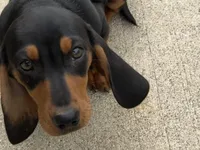Sweet Teddy CKC male, a male Dachshund and Miniature Dachshund for sale in Louisville, KY – Photo 1 of 6