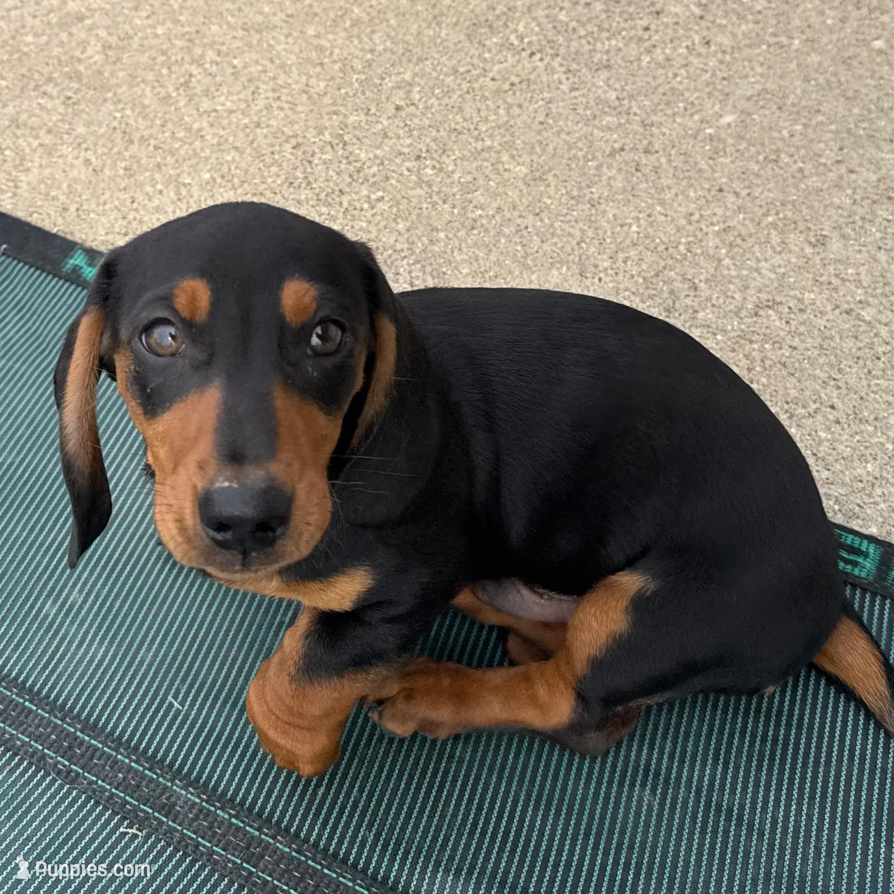 Sweet Teddy CKC male, a male Dachshund and Miniature Dachshund for sale in Louisville, KY – Photo 3 of 6