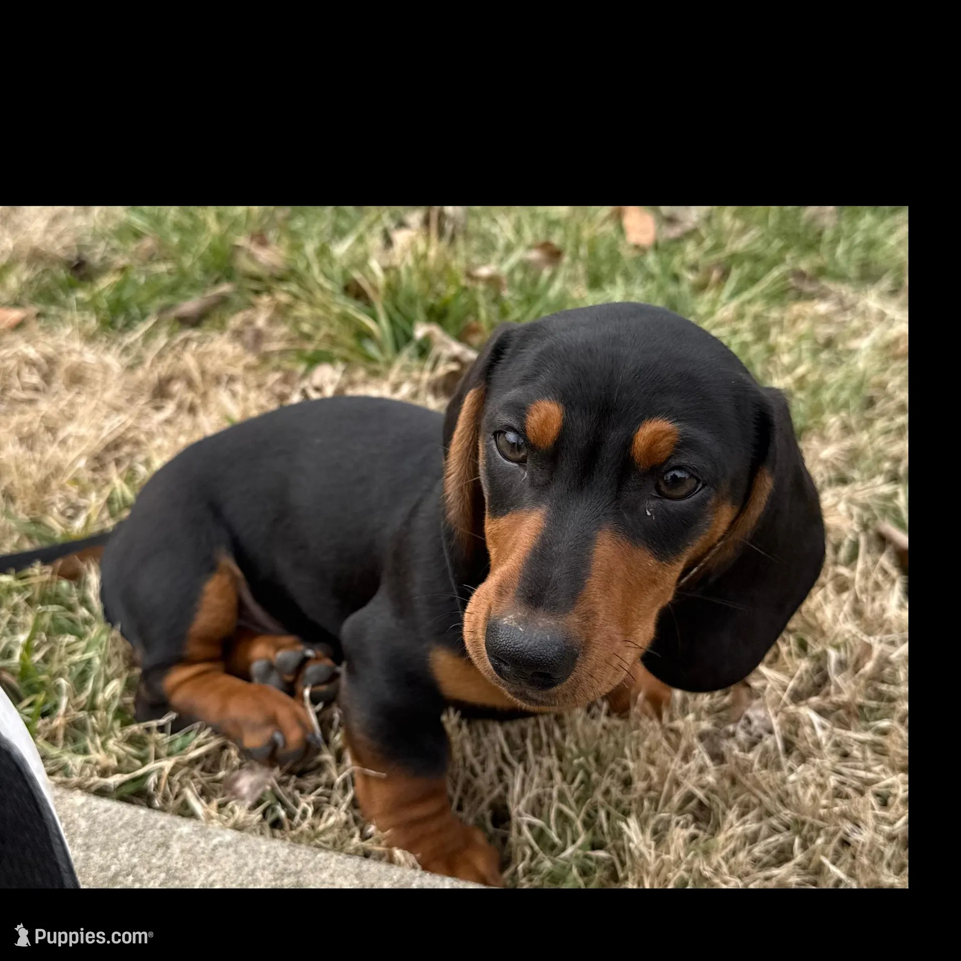 Sweet Teddy CKC male, a male Dachshund and Miniature Dachshund for sale in Louisville, KY – Photo 2 of 6