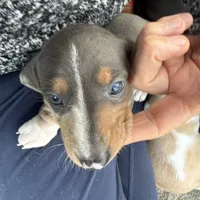 Blue/Tan Dapple Archie CKC, a male Dachshund and Miniature Dachshund for sale in Louisville, KY – Photo 3 of 9