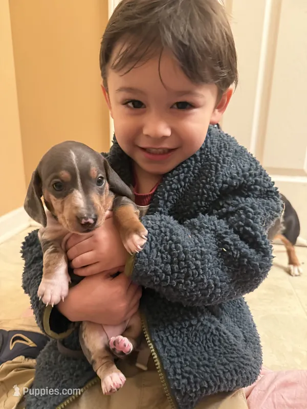 Blue/Tan Dapple Archie CKC