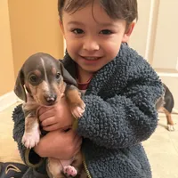 Blue/Tan Dapple Archie CKC, a male Dachshund and Miniature Dachshund for sale in Louisville, KY – Photo 1 of 9