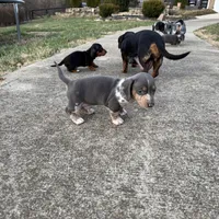 Blue/Tan Dapple Archie CKC, a male Dachshund and Miniature Dachshund for sale in Louisville, KY – Photo 6 of 9