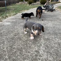 Blue/Tan Dapple Archie CKC, a male Dachshund and Miniature Dachshund for sale in Louisville, KY – Photo 7 of 9