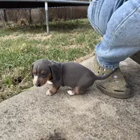 Blue/Tan Dapple Archie CKC, a male Dachshund and Miniature Dachshund for sale in Louisville, KY – Photo 4 of 9