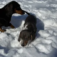 Blue/Tan Dapple Archie CKC, a male Dachshund and Miniature Dachshund for sale in Louisville, KY – Photo 9 of 9