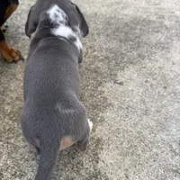 Blue/Tan Dapple Archie CKC, a male Dachshund and Miniature Dachshund for sale in Louisville, KY – Photo 8 of 9