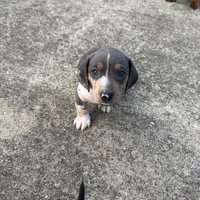 Blue/Tan Dapple Archie CKC, a male Dachshund and Miniature Dachshund for sale in Louisville, KY – Photo 2 of 9
