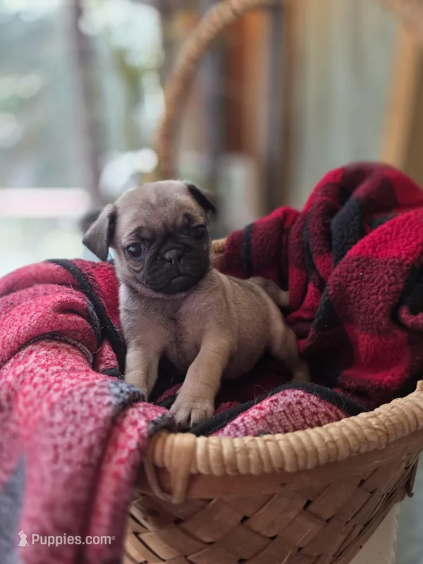Fiona, a female Pug for sale in Chatsworth, GA – Photo 1 of 1