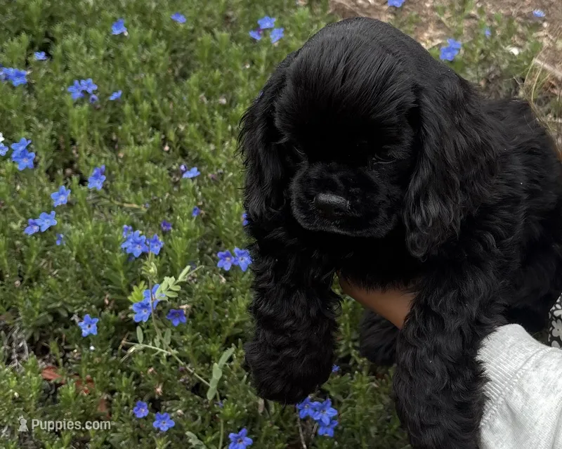 Dream – Cocker Spaniel puppy for sale in Gleneden Beach, OR