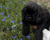Dream, a female Cocker Spaniel for sale in Gleneden Beach, OR – 1 of 7