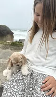 Dove, a female Cocker Spaniel for sale in Gleneden Beach, OR – 2 of 6