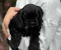 Dream, a female Cocker Spaniel for sale in Gleneden Beach, OR – 4 of 7