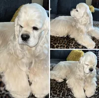 Dove, a female Cocker Spaniel for sale in Gleneden Beach, OR – 5 of 6