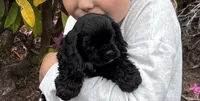 Dream, a female Cocker Spaniel for sale in Gleneden Beach, OR – 2 of 7