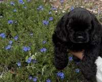 Dream, a female Cocker Spaniel for sale in Gleneden Beach, OR – 6 of 7