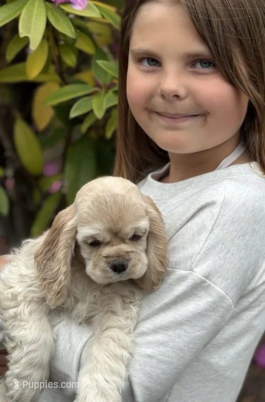Dove – Cocker Spaniel puppy for sale in Gleneden Beach, OR