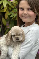 Dove, a female Cocker Spaniel for sale in Gleneden Beach, OR – 1 of 6