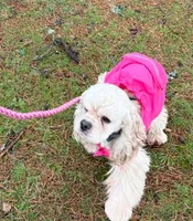 Dream, a female Cocker Spaniel for sale in Gleneden Beach, OR – 7 of 7