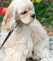 Dream, a female Cocker Spaniel for sale in Gleneden Beach, OR – 3 of 7