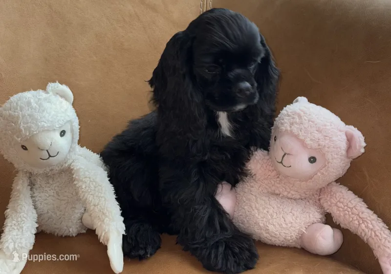 Dream – Cocker Spaniel puppy for sale in Gleneden Beach, OR