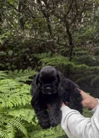 Dream, a female Cocker Spaniel for sale in Gleneden Beach, OR – 5 of 7
