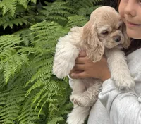 Dove, a female Cocker Spaniel for sale in Gleneden Beach, OR – 4 of 6