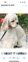 Dove, a female Cocker Spaniel for sale in Gleneden Beach, OR – 6 of 6