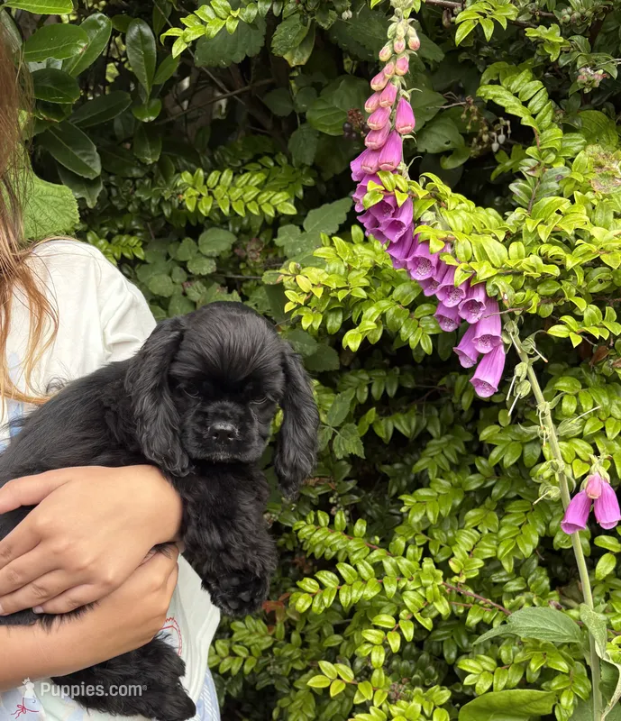Dream – Cocker Spaniel puppy for sale in Gleneden Beach, OR