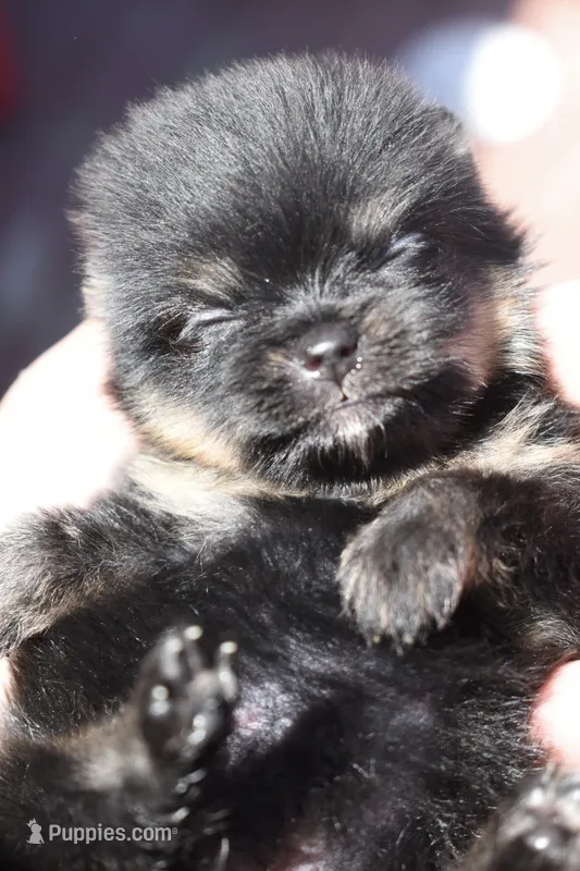 Black/tan  – Pomeranian puppy for sale in Westminster, CO