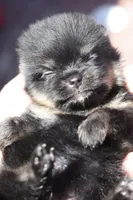 Black/tan , a female Pomeranian for sale in Westminster, CO – 1 of 3