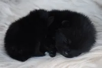 Black/tan , a male Pomeranian for sale in Westminster, CO – 2 of 2