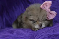 Godiva , a female Pomeranian for sale in Westminster, CO – 5 of 5