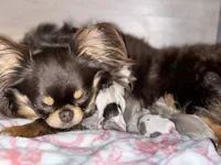 Posey, a female Chihuahua for sale in Westminster, CO – 3 of 3