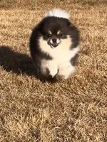 Meadow , a female Pomeranian for sale in Westminster, CO – 4 of 4