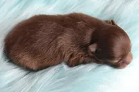 Hershey , a male Pomeranian for sale in Westminster, CO – 4 of 6