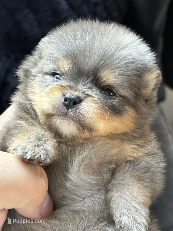 Black Merle with tan  – Pomeranian puppy for sale in Westminster, CO