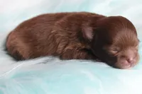 Hershey , a male Pomeranian for sale in Westminster, CO – 2 of 6