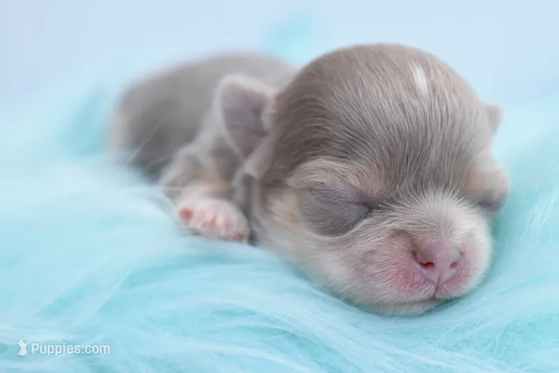 Posey – Chihuahua puppy for sale in Westminster, CO