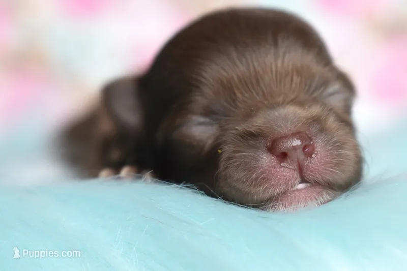 Hershey  – Pomeranian puppy for sale in Westminster, CO
