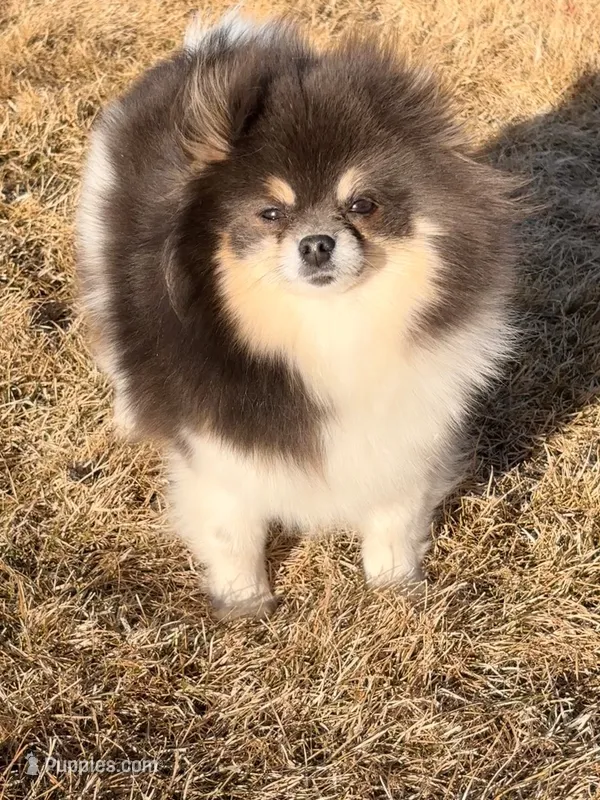 Meadow  – Pomeranian puppy for sale in Westminster, CO