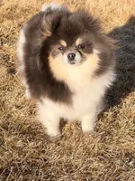 Meadow , a female Pomeranian for sale in Westminster, CO – 1 of 4