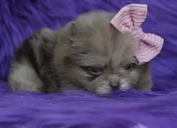Godiva , a female Pomeranian for sale in Westminster, CO – 2 of 5