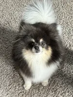 Meadow , a female Pomeranian for sale in Westminster, CO – 3 of 4