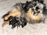 Black/tan , a male Pomeranian for sale in Westminster, CO – 3 of 3