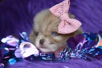 Godiva , a female Pomeranian for sale in Westminster, CO – 4 of 5