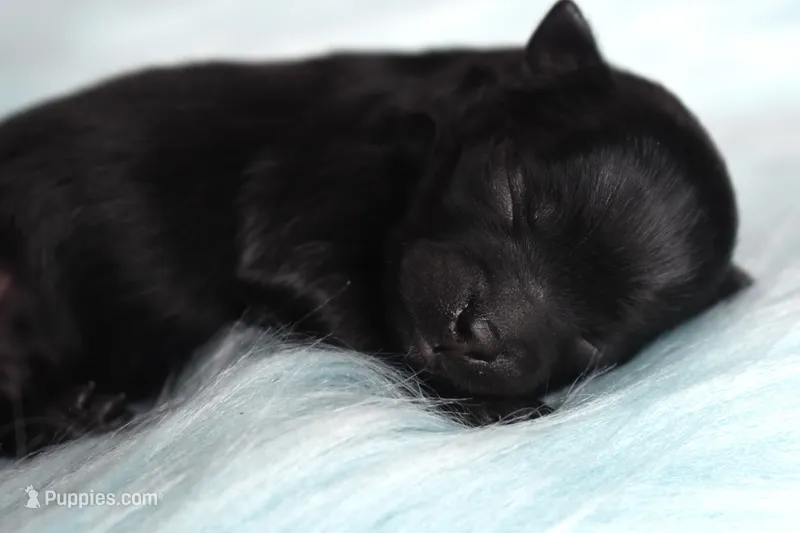 Black/tan  – Pomeranian puppy for sale in Westminster, CO